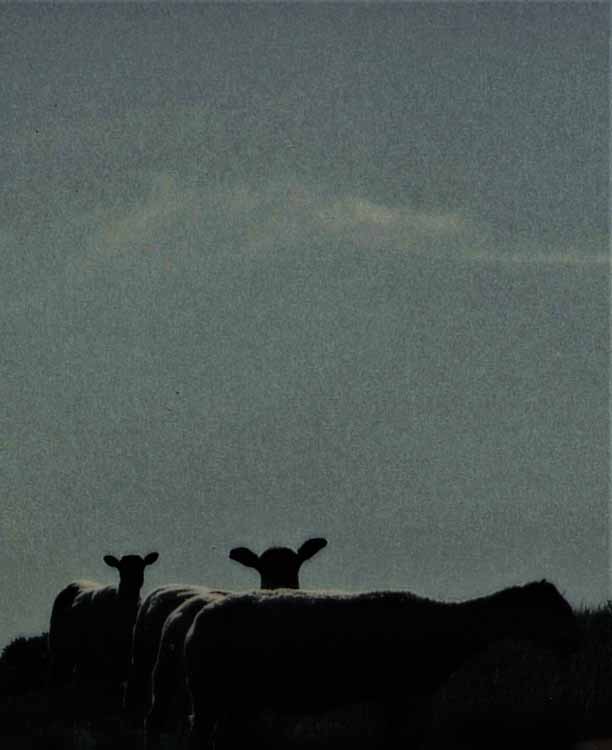 grey mares tail sheep